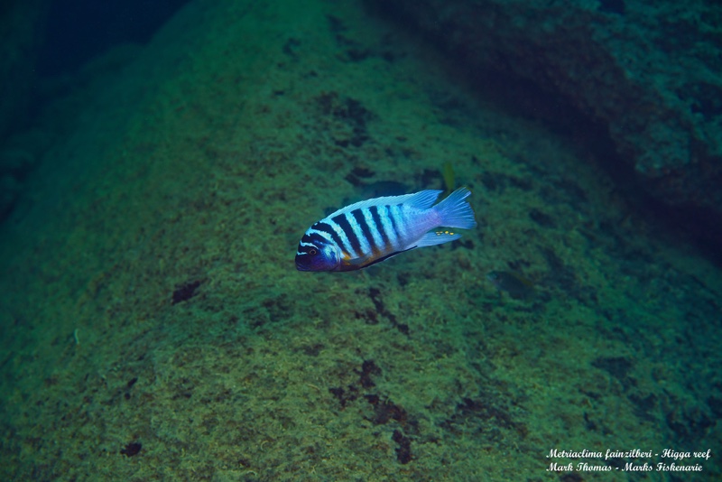Maylandia fainzilberi 'Higga Reef'